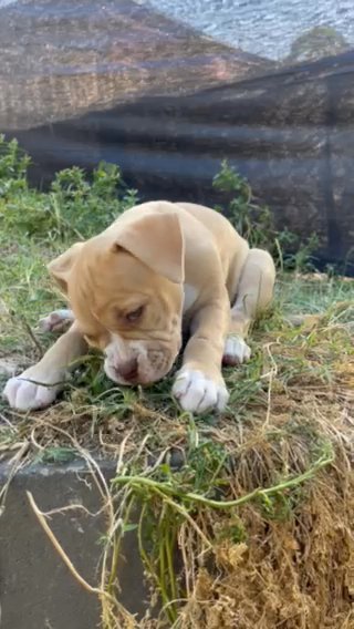Puppy in Norwalk, California