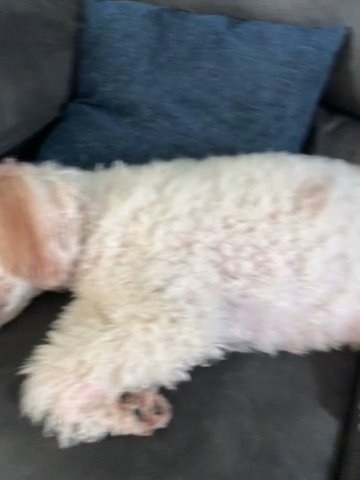 Miniature Poodles Coming Soon in Topeka, Kansas