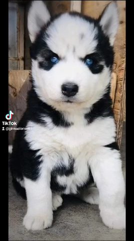 Siberian Husky 6-7 Months Old in Washington, District of Columbia