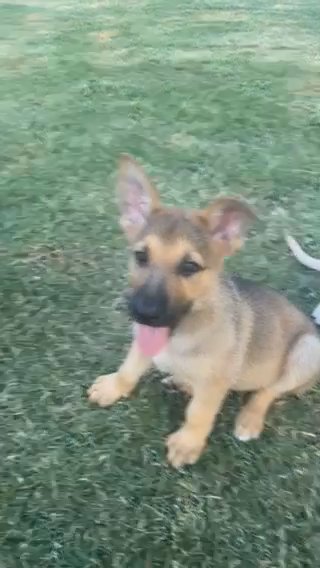 Purebred German shepherd Puppies in Sugar Land, Texas