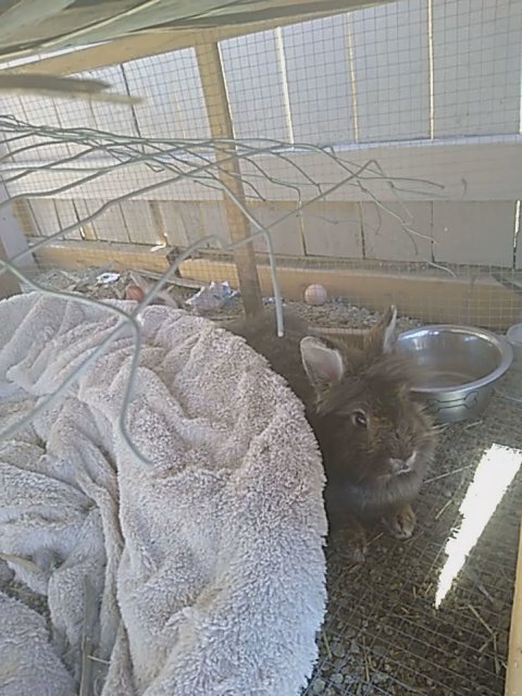 Rabbit for sell in Perris, California