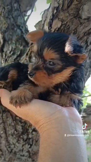 Teacup toy yorkie puppy in Dallas, Texas