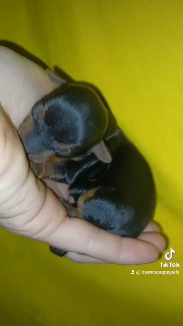 Tiny Toy Yorkie Puppies! Shipping/Delivery in Dallas, Texas
