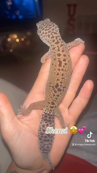 Female Leopard Gecko in Cleveland, Tennessee