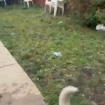 Husky Mix With Germen Shepherd in Cicero (Township), Illinois