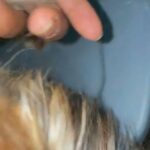 Ocean Pearl Aka Sable Female Yorkie in Albany, New York