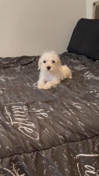 Morkie Female 3 Mos in Houston, Texas