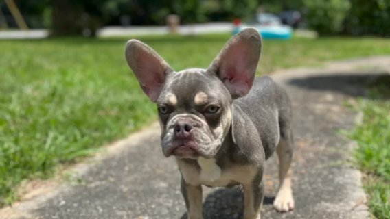 Lilac Tri Male Fluffy Carrier in Washington, District of Columbia