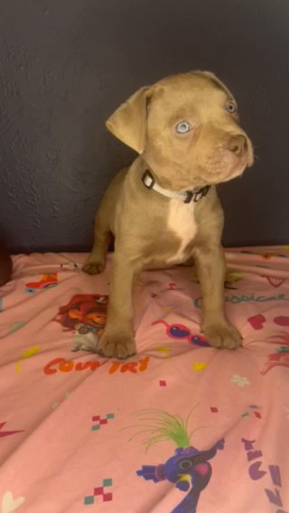 7 Week Old Male XL Bully in Houston, Texas