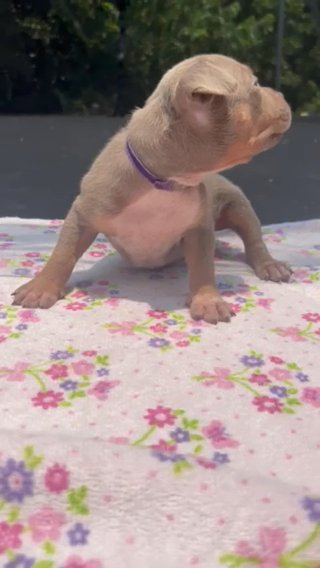 Lilac Tri Female With Ticking in Houston, Texas