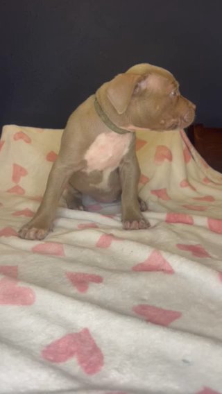 Lilac Female in Houston, Texas