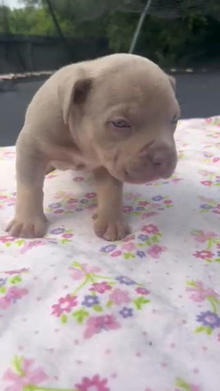 Lilac Tri Male in Houston, Texas
