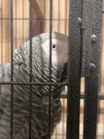 African Grey Bird From Texas! in Corpus Christi, Texas