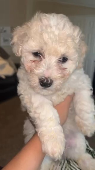 Male Bichon in Washington, District of Columbia