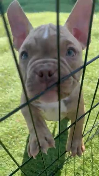 $2k Amazing Male Champagne Bully in Appleton, Wisconsin