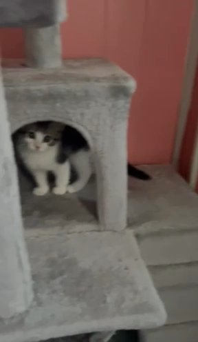 Persian Kitten For Sale in Trenton, New Jersey