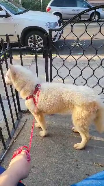 HUGE  7MONTHS GIRL HUSKY PUP  $700  BROOKLYN  NYC in New York City, New York