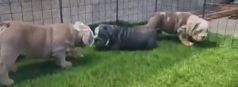 English bulldog available in Arizona City, Arizona