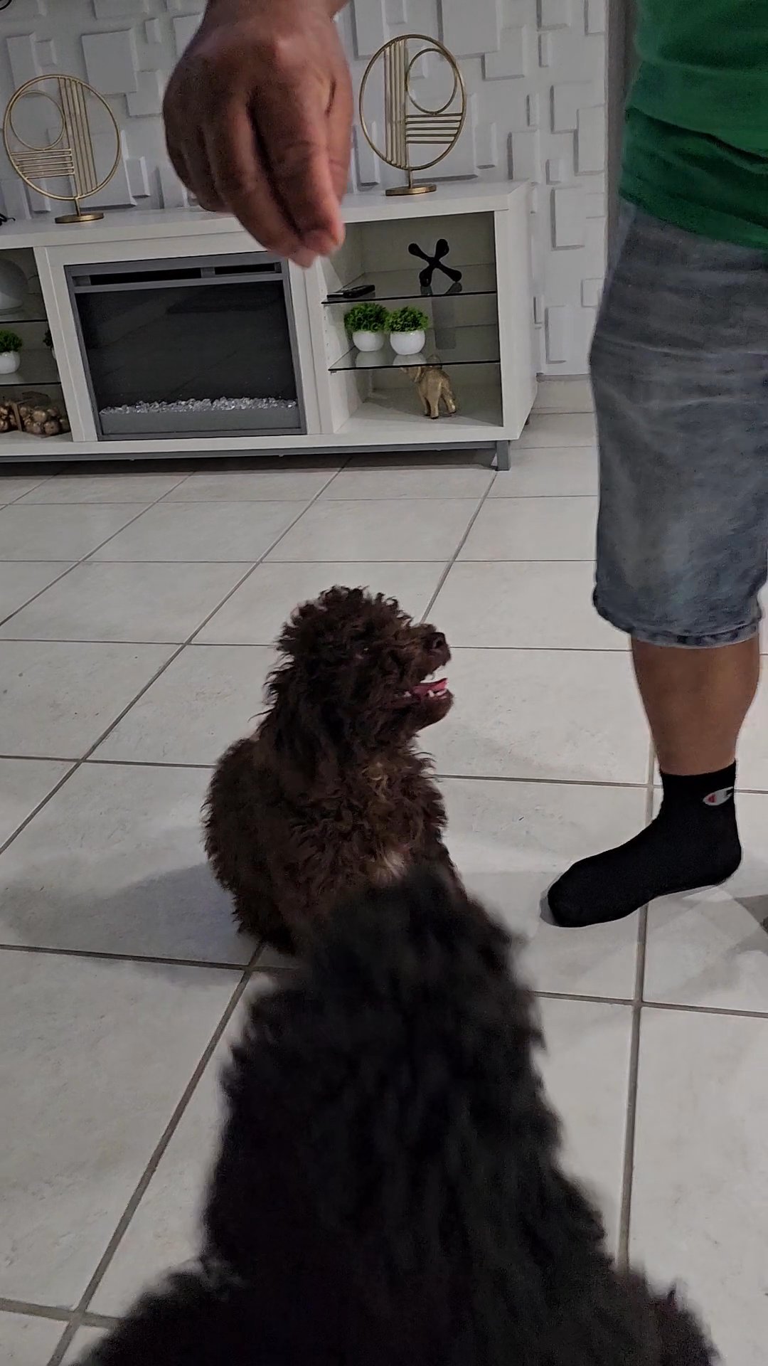 Poodle hembra in Arizona City, Arizona