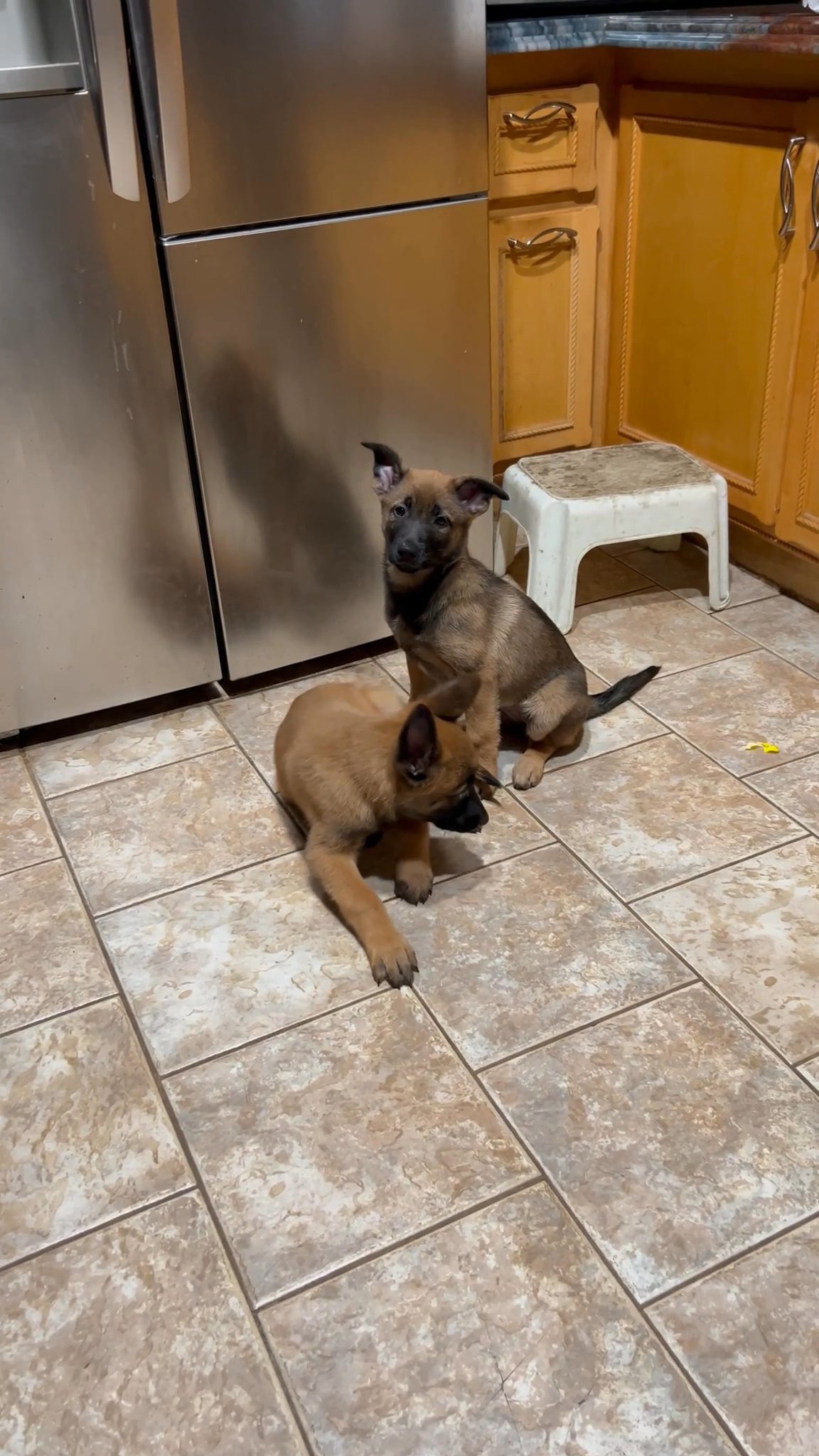 Belgian Malinois in Arizona City, Arizona