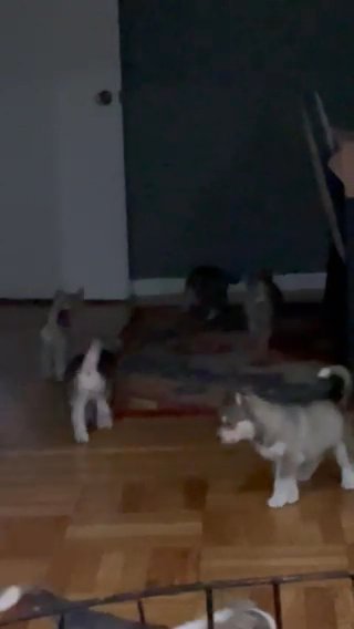 10 Purebred Siberian Husky’s in Daly City, California