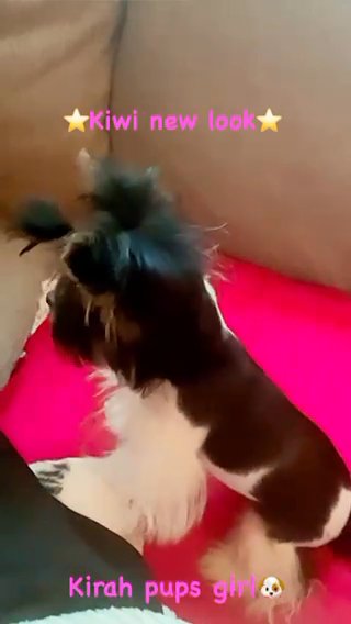 Small Female Parti Yorkie in Albany, New York