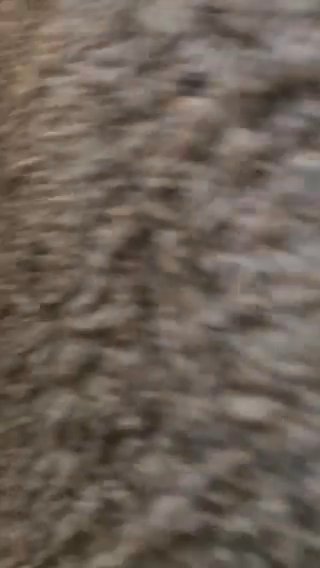 Adorable Shih Tzu’s ? in Jacksonville, Florida