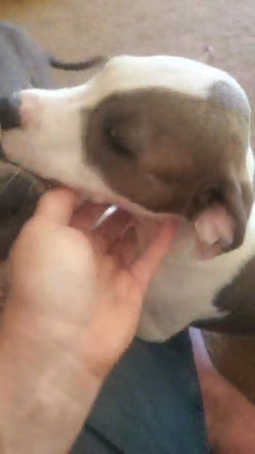 blue brindle American Staffordshire terriers in Anaheim, California