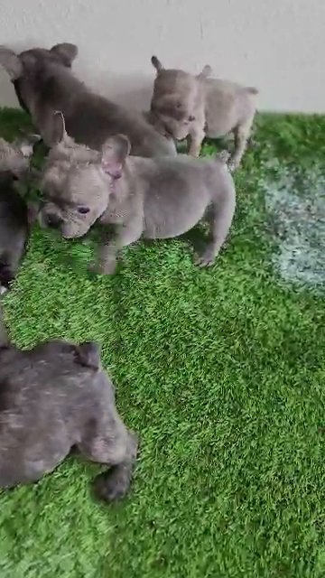 french bulldog in Gainesville, Florida