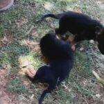 puppies in Phoenix, Arizona