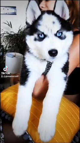 Siberian Husky in McAllen, Texas