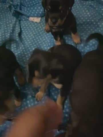 Yorkie Puppy Recent New Born in Florida City, Florida
