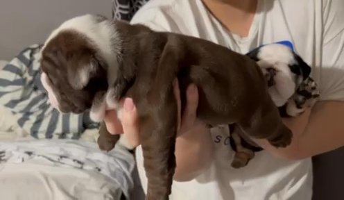 English Bulldog Puppies in Houston, Texas