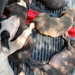2 1/2 Month Old Pitbulls in Conroe, Texas