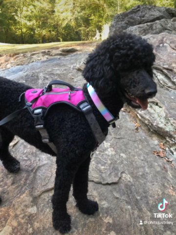 Standard Poodle Puppies Up For Rehoming in Fairburn, Georgia