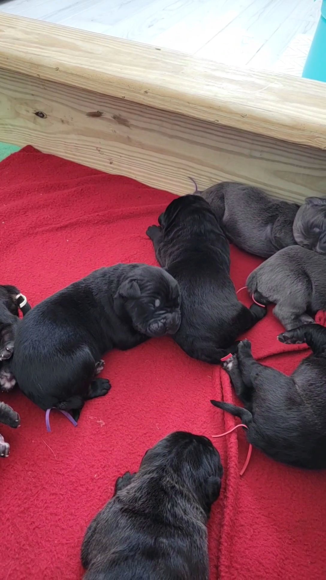 cane corso puppies in Traverse City, Michigan