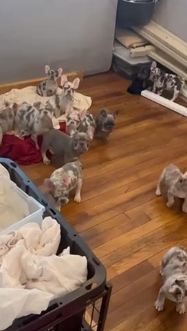 Merle Frenchies in Virginia Beach, Virginia