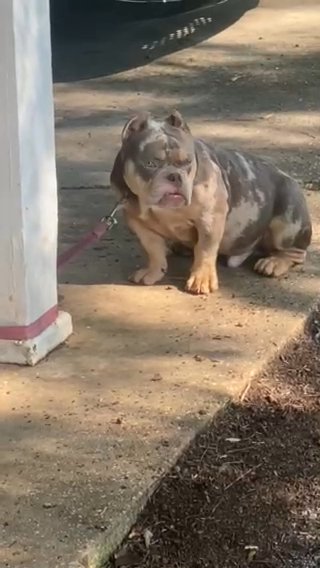 American Bully in Hoover, Alabama