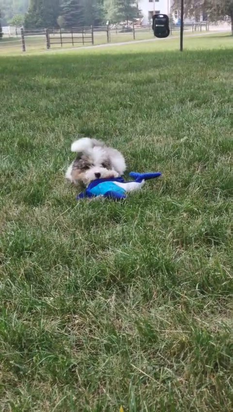 Bernedoodles puppies in Fort Wayne, Indiana
