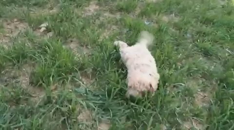 Malitpoo in New York City, New York