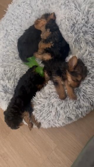 Yorkie Puppies ❤️?? in Manhattan, New York