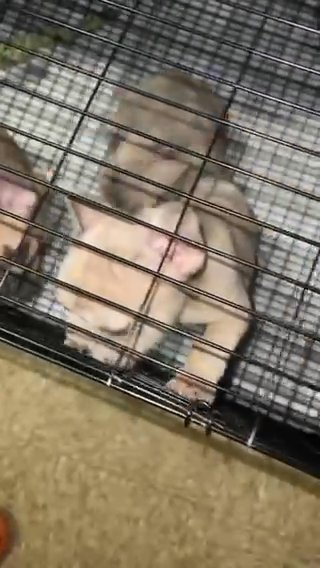 Frenchies for sell in Chicago, Illinois