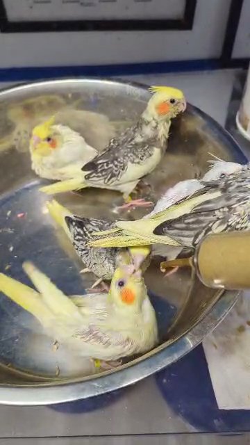 cockatiels in Miami Gardens, Florida