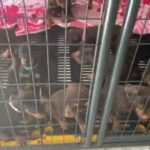 European Doberman Pincher Litters in Sumter, South Carolina
