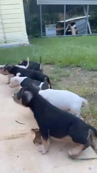 American Bullies in Mount Pleasant, Texas