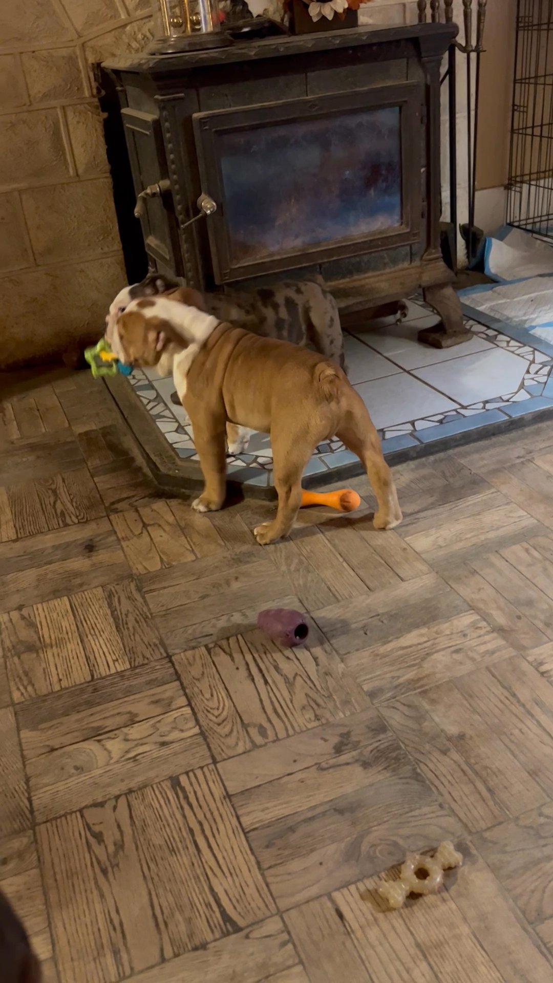 Beautiful blue Merle female English bulldog puppy in Arizona City, Arizona