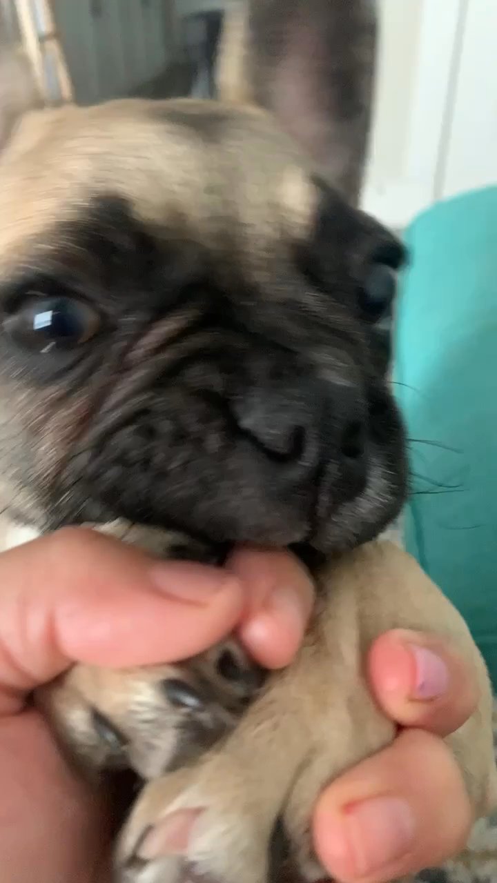 French bulldog puppy 3 months in Arizona City, Arizona