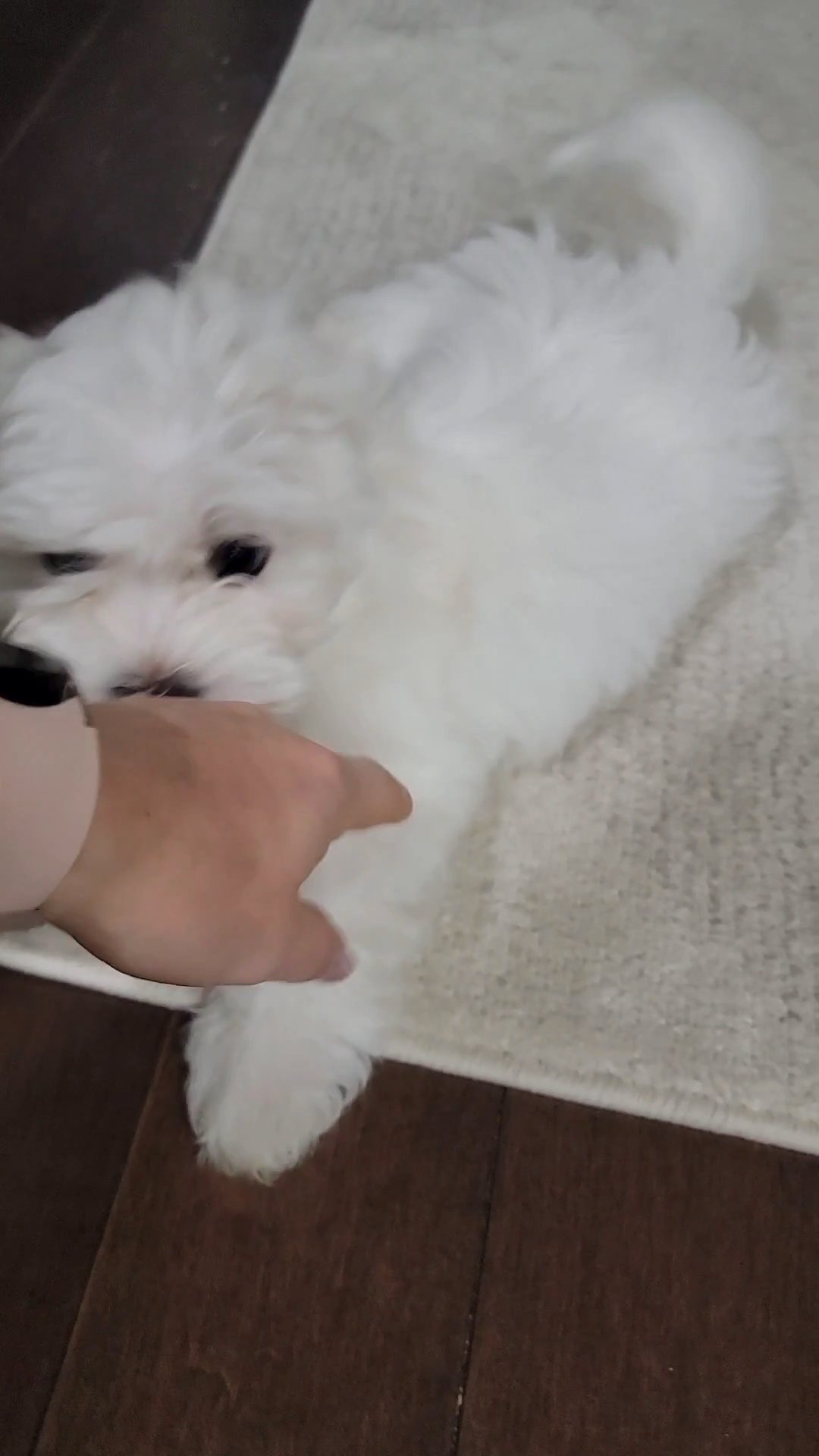 Maltese 10 weeks old in Arizona City, Arizona