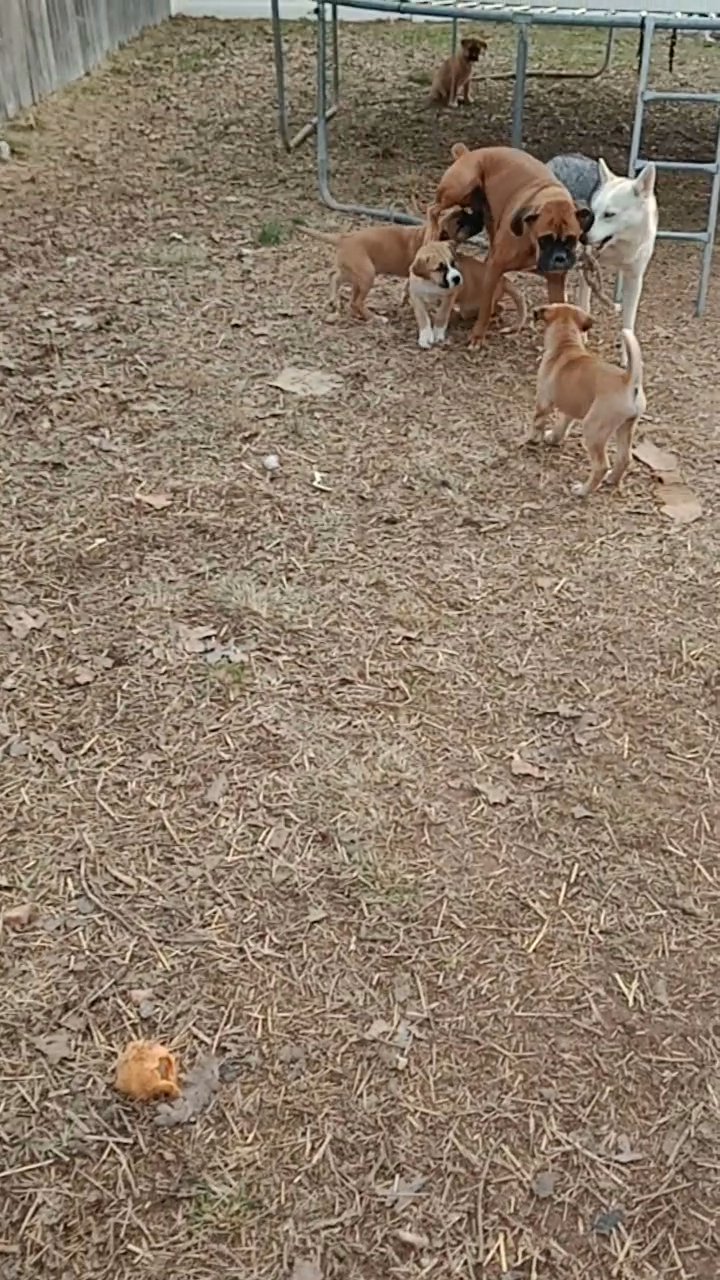 Boxer mix puppies in Arizona City, Arizona