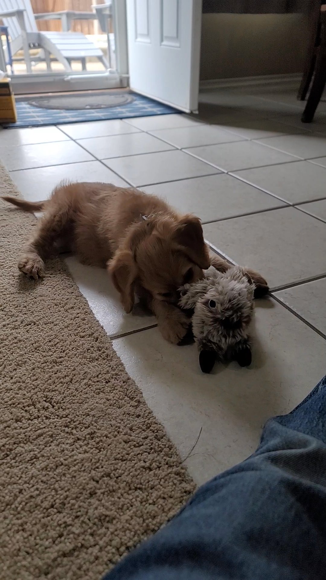 9 week old puppy in Arizona City, Arizona